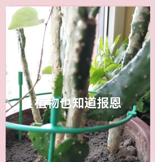 仙人掌浇水的正确方式和频率？