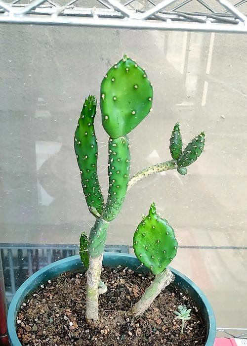 仙人掌浇水的正确方式和频率？