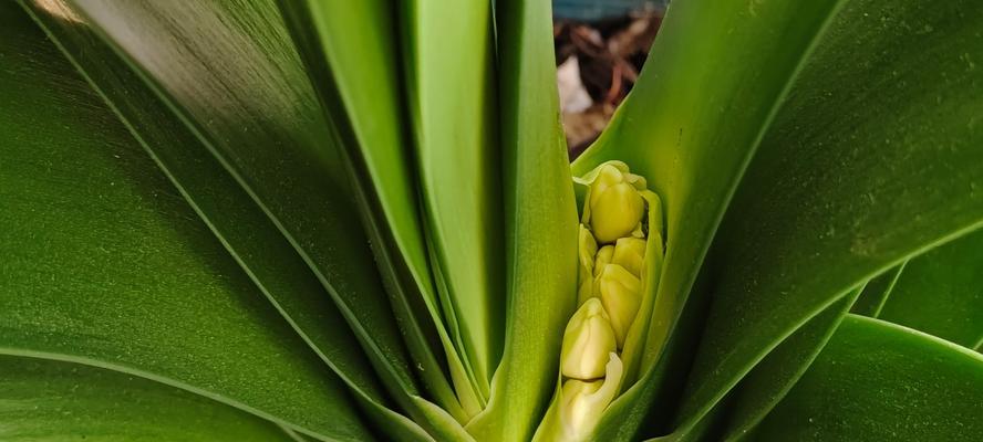 宽叶君子兰带花苞的异常情况分析？