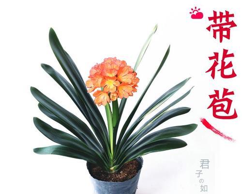 宽叶君子兰带花苞的异常情况分析？