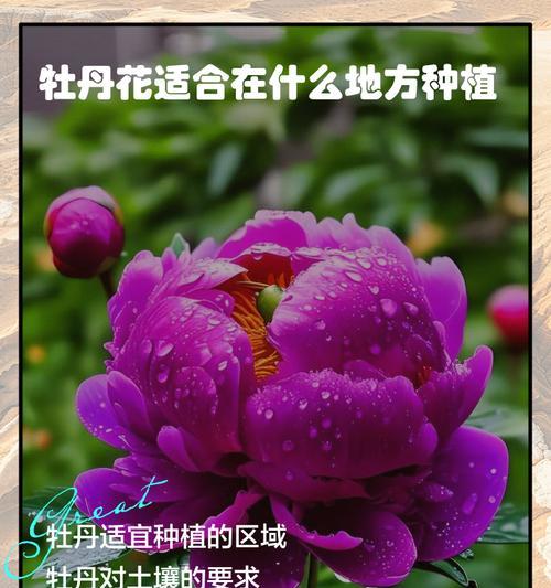 牡丹花适宜的土壤和气候条件是什么？