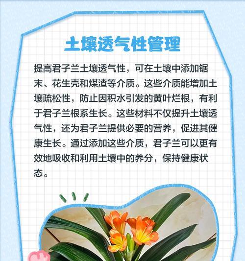 土陶花盆中君子兰的养护要点？