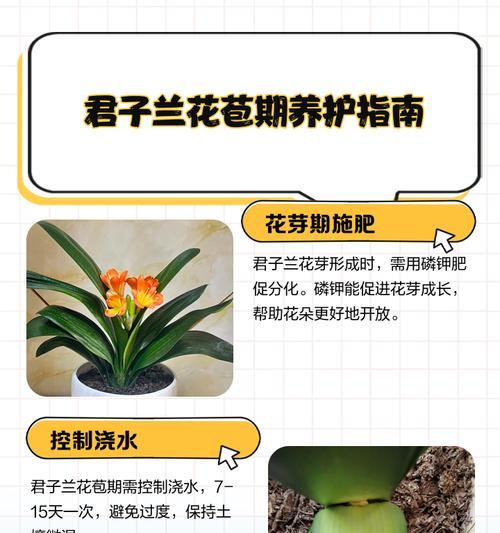 土陶花盆中君子兰的养护要点？