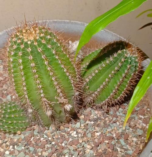 带刺仙人球养护技巧有哪些？怎样才能养好仙人球？