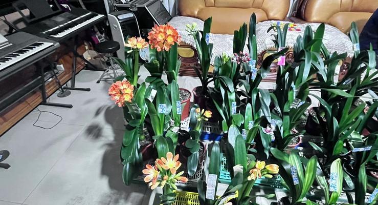 君子兰中间进土可行吗？正确的养护方法是什么？
