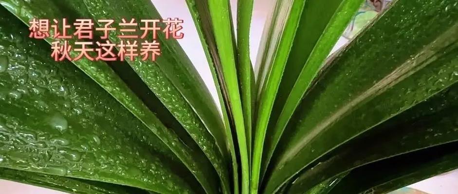 君子兰中间进土可行吗？正确的养护方法是什么？