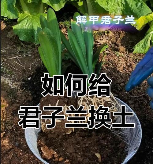 君子兰中间进土可行吗？正确的养护方法是什么？
