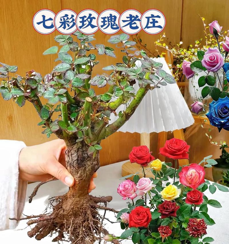 哪些植物适合嫁接玫瑰花？嫁接过程中的注意事项是什么？