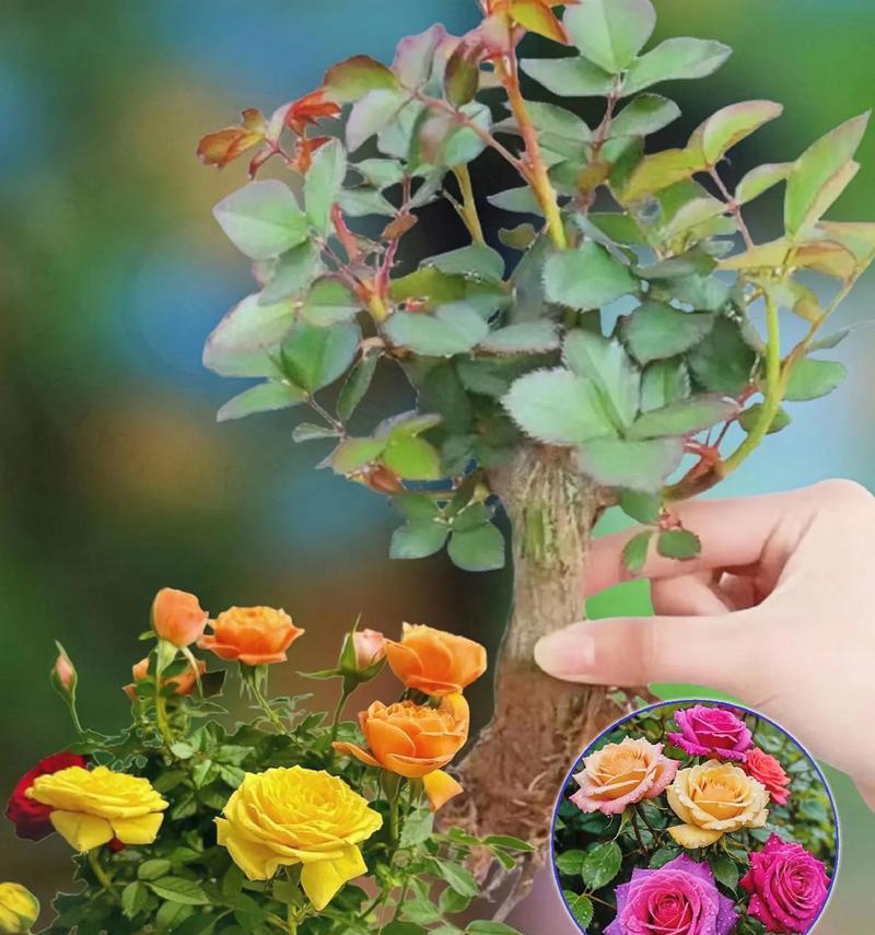 哪些植物适合嫁接玫瑰花？嫁接过程中的注意事项是什么？