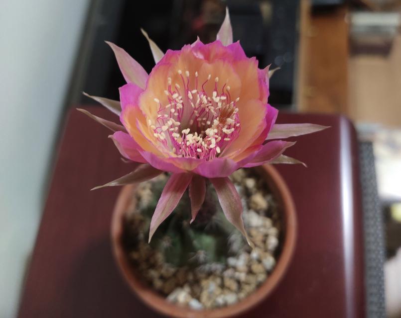丽花极光仙人球施肥方法是什么？如何正确施肥？
