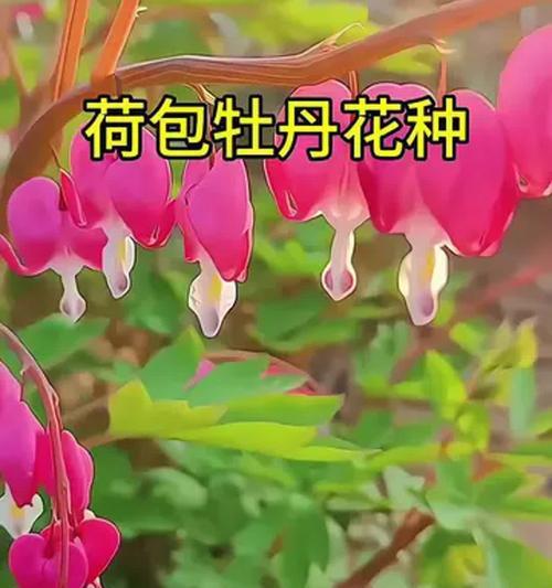 牡丹花盆栽专用土种类有哪些？选择哪种土最合适？