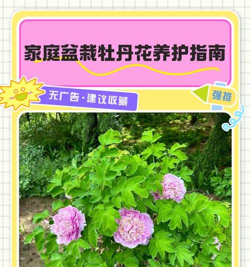 牡丹花盆栽专用土种类有哪些？选择哪种土最合适？