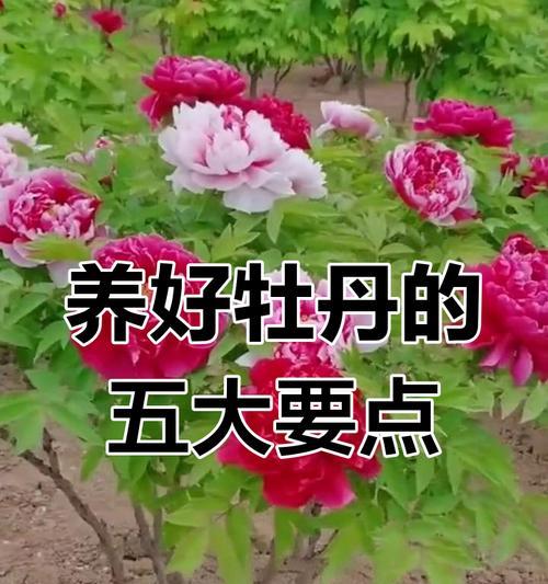 单棵牡丹花养护要点是什么？如何确保其健康成长？
