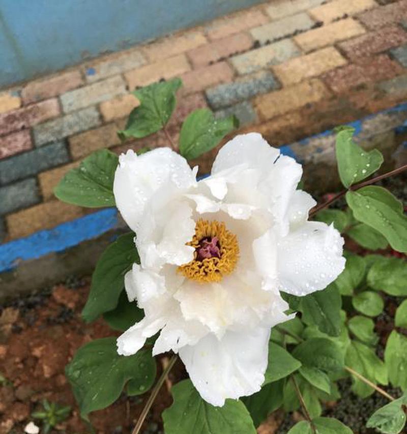 单棵牡丹花养护要点是什么？如何确保其健康成长？