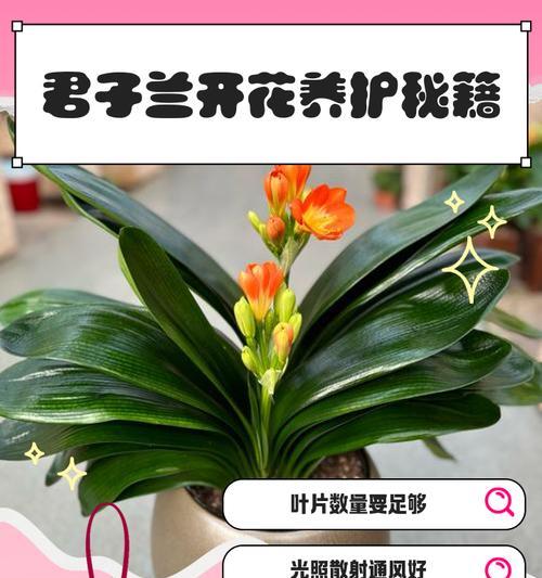君子兰为何难以开花？难养开花的常见原因有哪些？