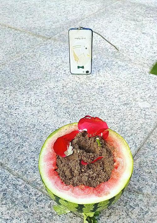 理想西瓜玫瑰花的养护技巧是什么？怎样才能养好？