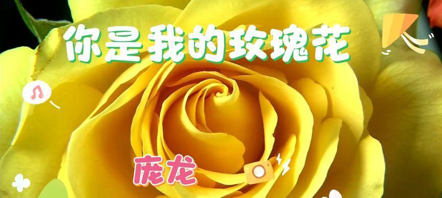 理想西瓜玫瑰花的养护技巧是什么？怎样才能养好？
