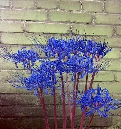 君子兰蓝色异花品种有何特殊含义？代表什么？