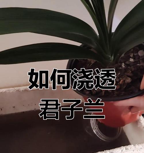君子兰大盆土如何浇水？正确的浇水方法是什么？