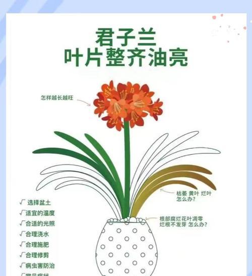 君子兰大盆土如何浇水？正确的浇水方法是什么？