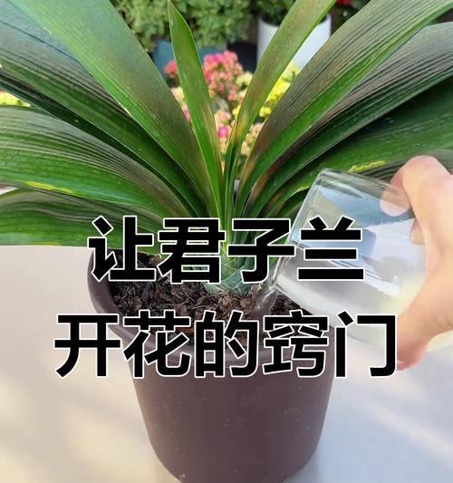君子兰未开花即凋谢的原因是什么？如何预防？