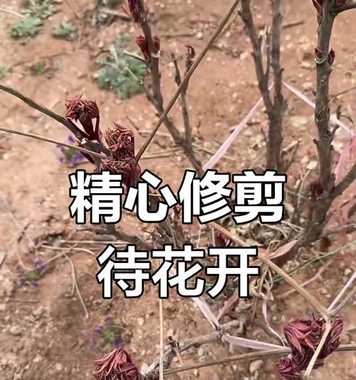 未满月牡丹花的养护与管理方法是什么？