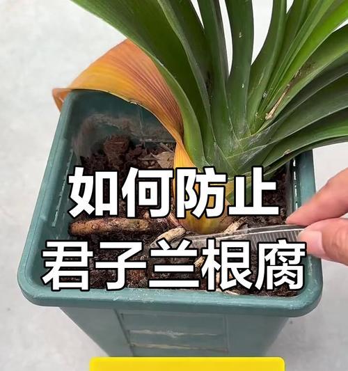 君子兰根未烂但叶子发黄怎么办？解决方法有哪些？