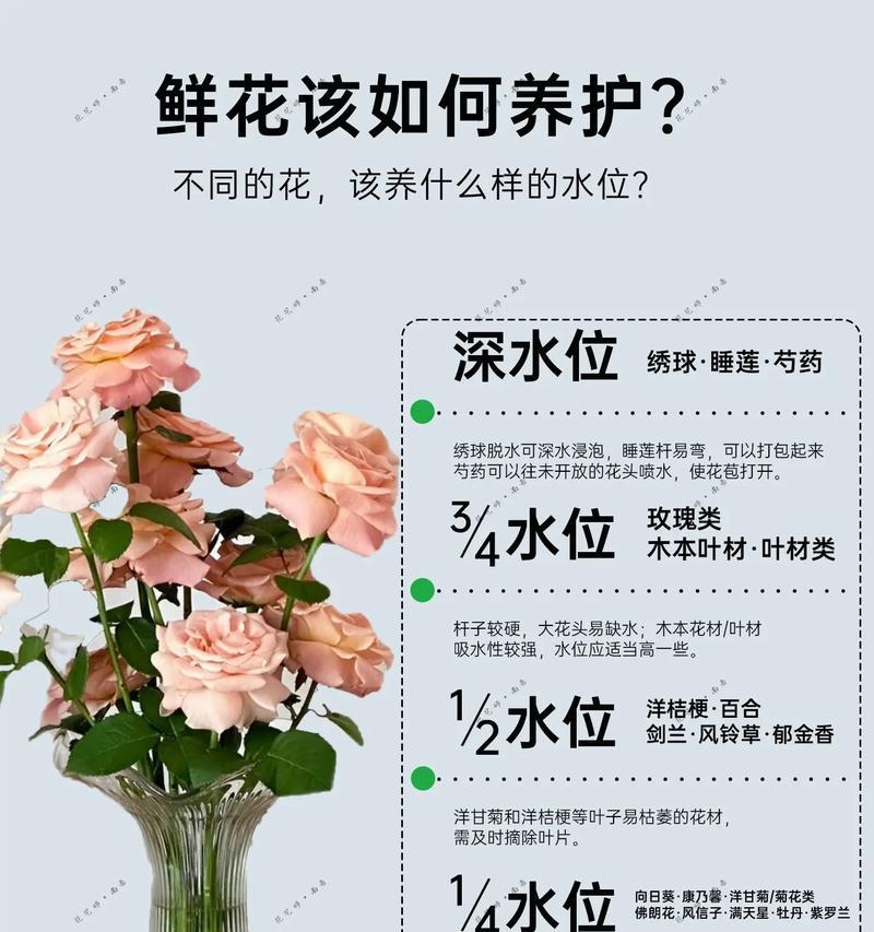 玫瑰花嫁接的最佳时机和步骤是什么？