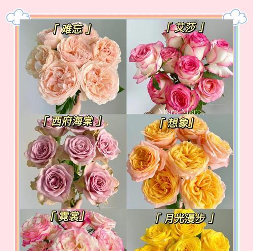 玫瑰花嫁接的最佳时机和步骤是什么？
