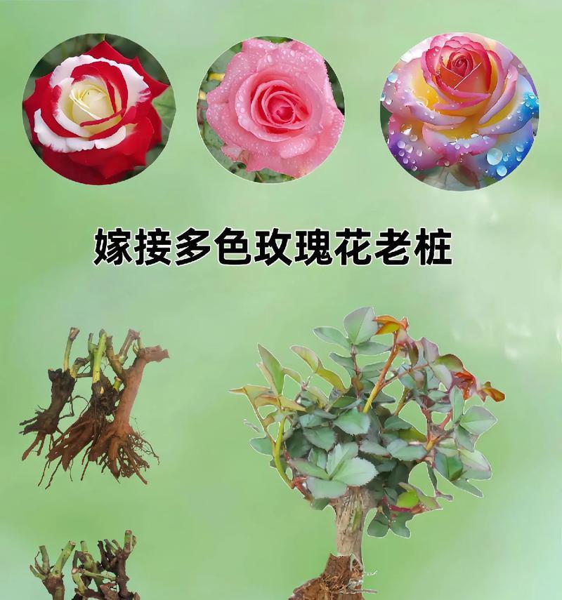 玫瑰花嫁接的最佳时机和步骤是什么？