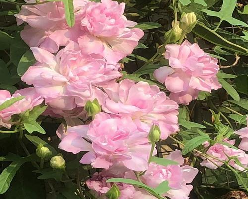 牡丹花换盆时老根修剪的正确方法是什么？