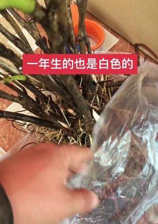 牡丹花换盆时老根修剪的正确方法是什么？