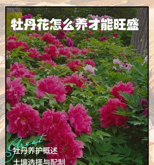 牡丹花换盆时老根修剪的正确方法是什么？