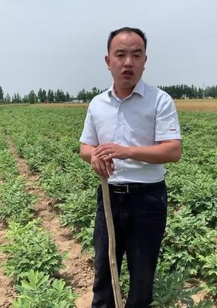 牡丹花松土后叶子蔫了的解决方法是什么？