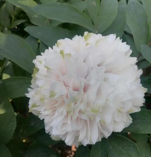 牡丹花松土后叶子蔫了的解决方法是什么？