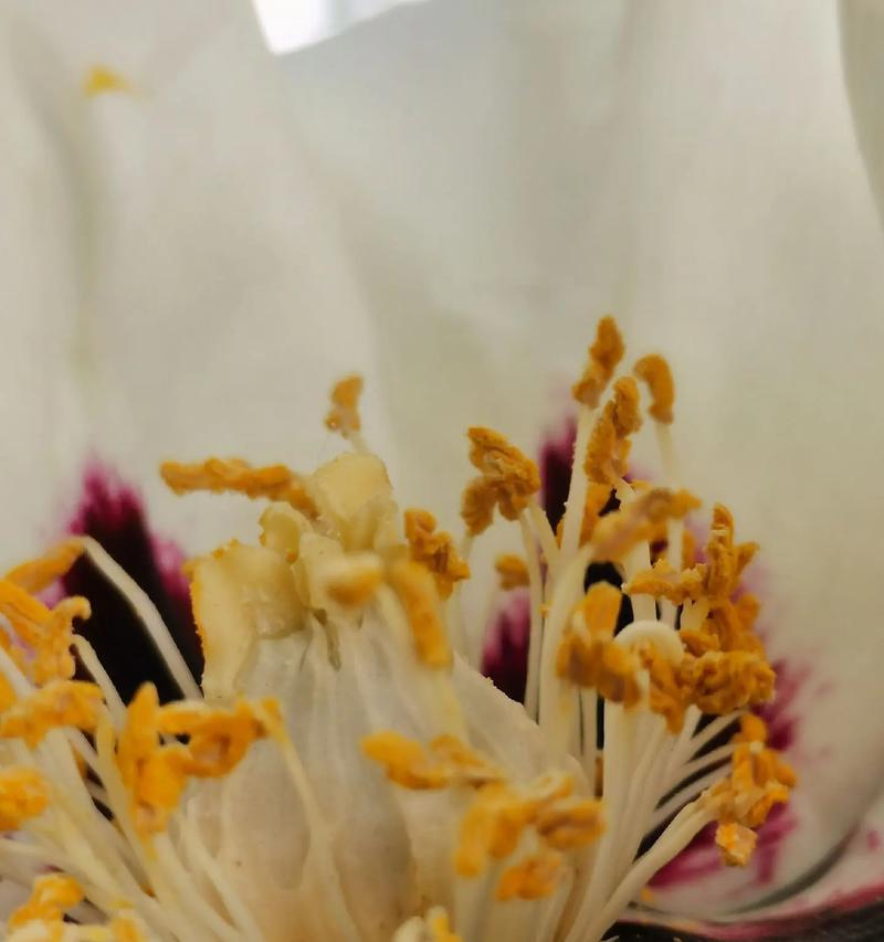 牡丹花松土后叶子蔫了的解决方法是什么？