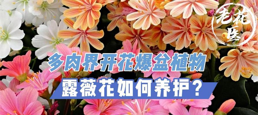 多肉植物开花后如何正确养护？