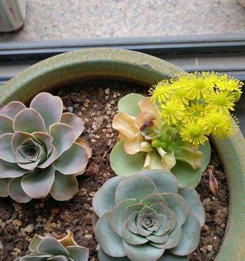 多肉植物开花后如何正确养护？