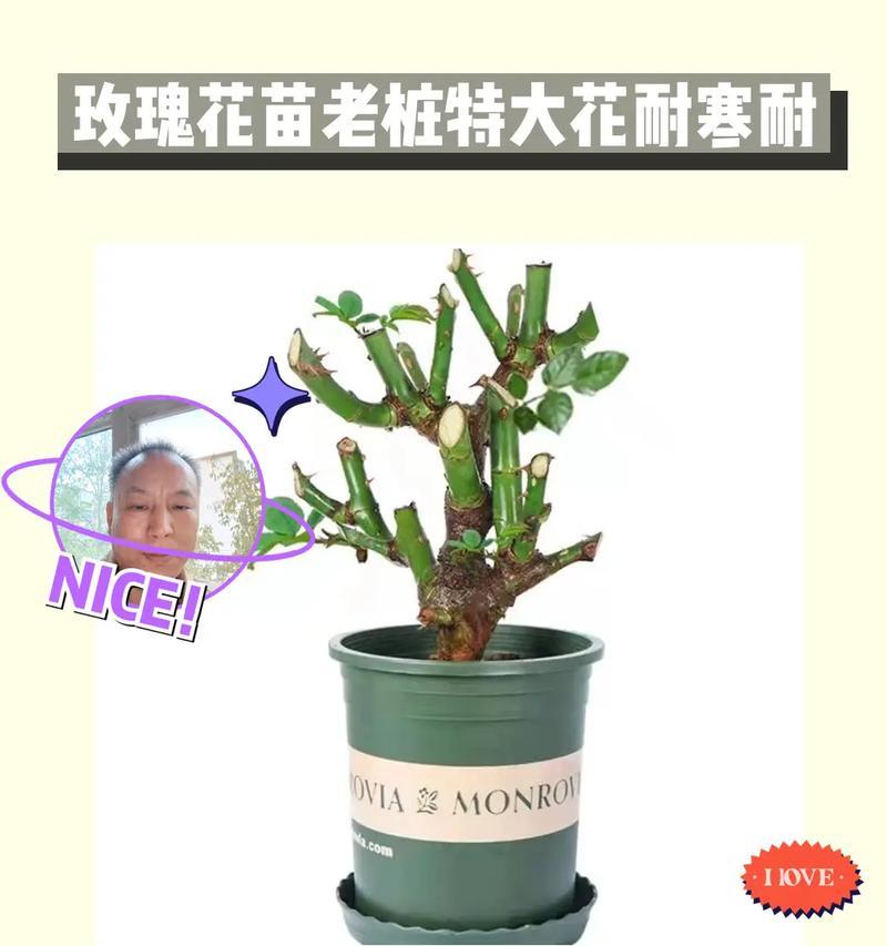李大爷的玫瑰花怎样才能养得更美？