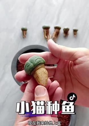 鱼小苗仙人球的养护方法是什么？