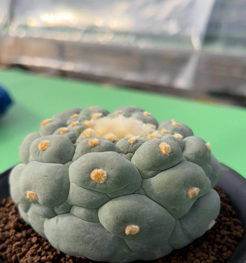 鱼小苗仙人球的养护方法是什么？