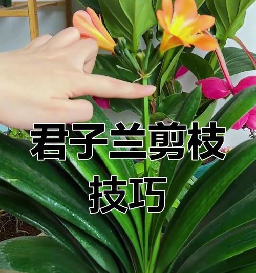 君子兰如何培养成宽叶品种？