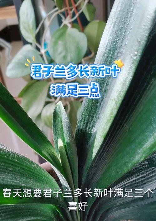 君子兰如何培养成宽叶品种？