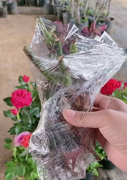 路边花店购买的玫瑰花如何养护？