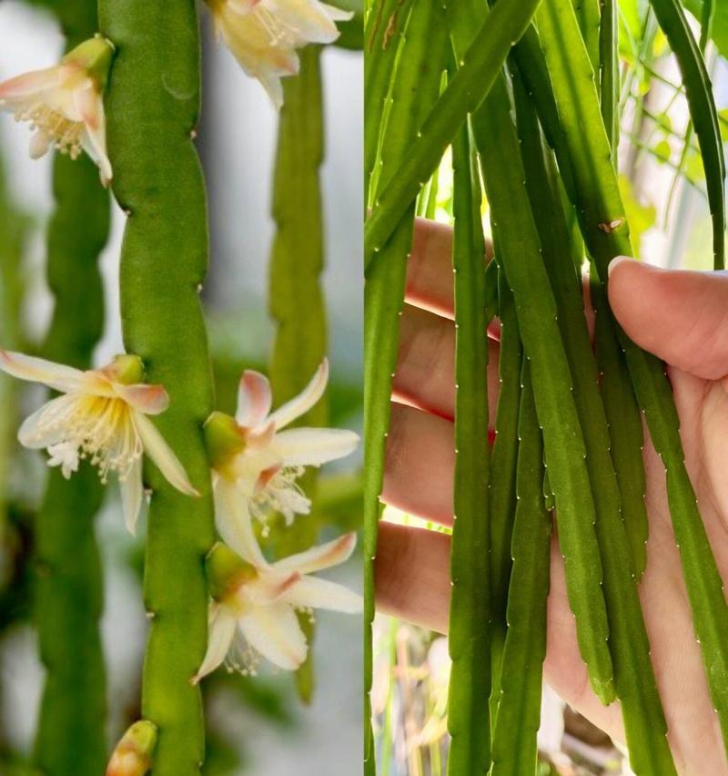 仙人掌新枝条修剪的美观技巧是什么？