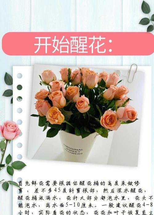 玫瑰花不使用架子如何正确养护？