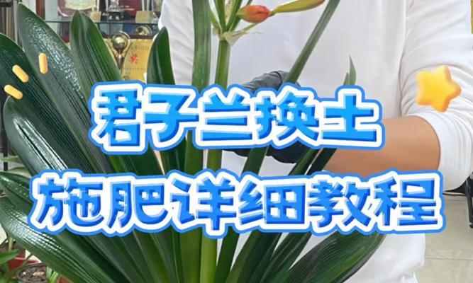 君子兰国兰圆头的养护方法是什么？
