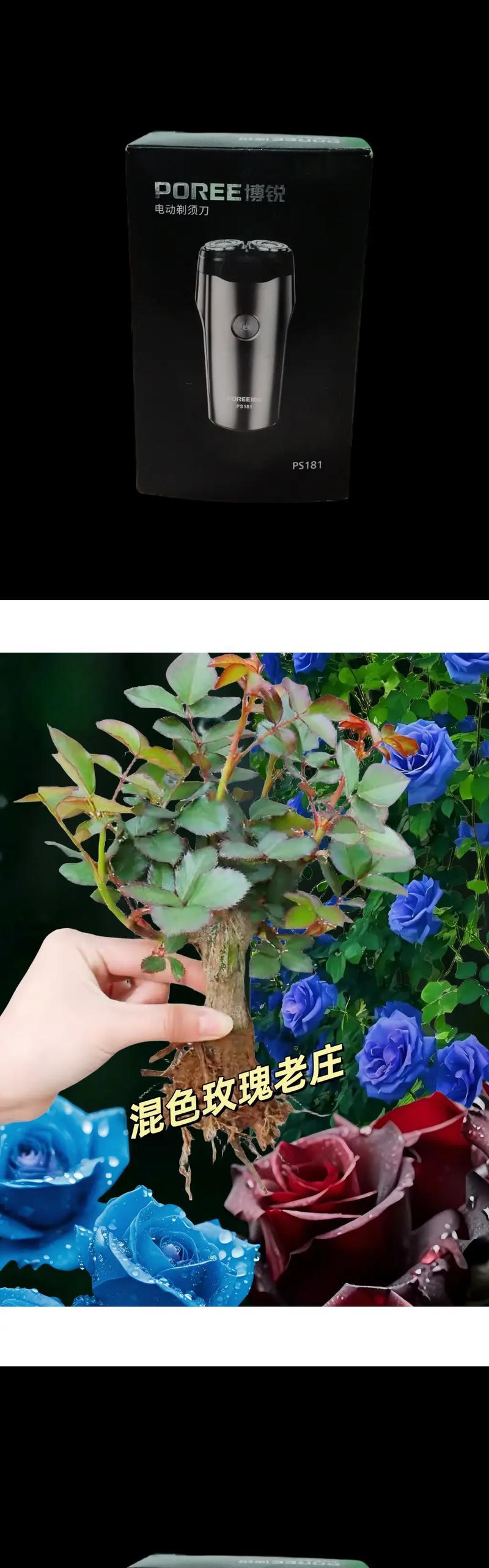 哪种盆栽玫瑰花最适合购买？