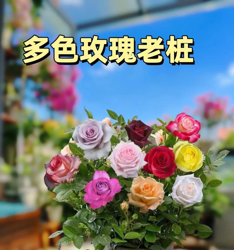 哪种盆栽玫瑰花最适合购买？