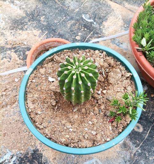 仙人球选择花盆种植的技巧是什么？